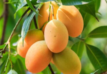 Mangiferaindica-Priyur_Mango_1