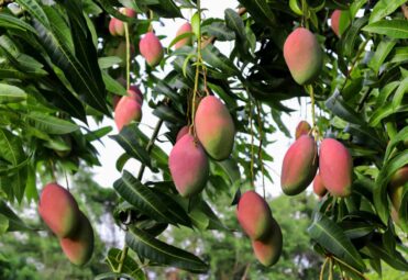 grow-mango-seeds-1902625-hero-f222c4c0a3ad4b24a70948ddcec9e5e6